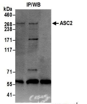 Rabbit ASC2 Antibody