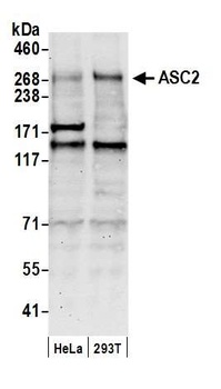 Rabbit ASC2 Antibody