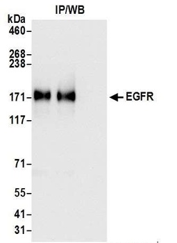 Rabbit EGFR Antibody