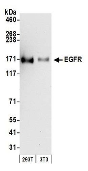 Rabbit EGFR Antibody