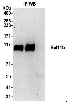 Rabbit Bcl11b Antibody