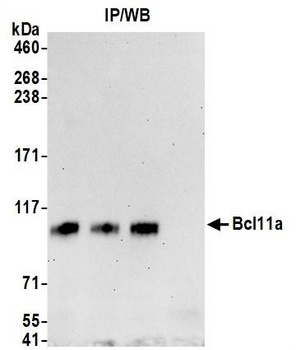 Rabbit Bcl11a Antibody