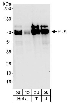 Rabbit FUS Antibody