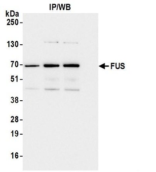 Rabbit FUS Antibody