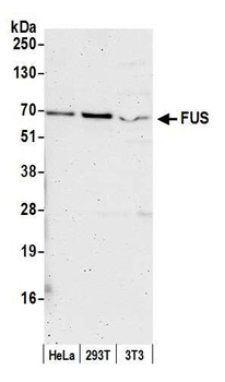Rabbit FUS Antibody