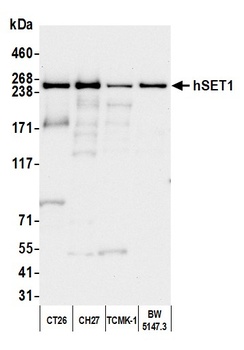 Rabbit hSET1 Antibody