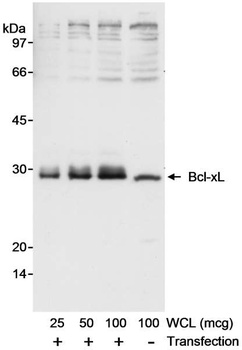 Rabbit Bcl-xL Antibody
