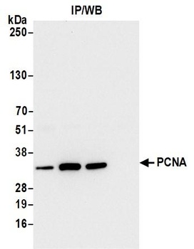 Rabbit PCNA Antibody