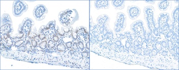 Rabbit Phospho RPA32 (S4/S8) Antibody