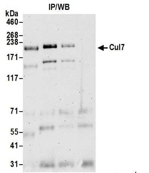 Rabbit Cul7 Antibody