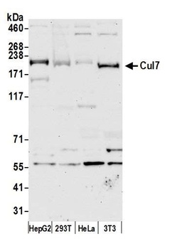 Rabbit Cul7 Antibody