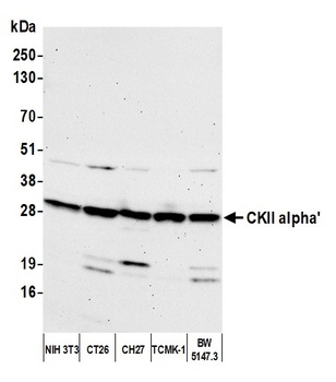 Rabbit CKII alpha' Antibody