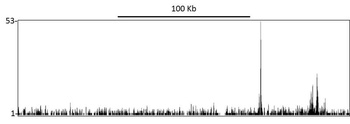 Rabbit Sp1 Antibody