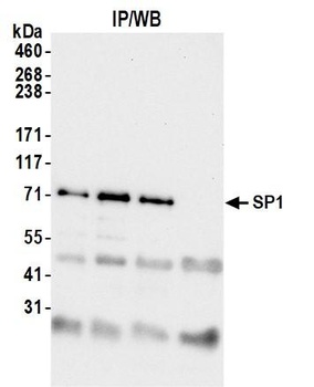 Rabbit Sp1 Antibody