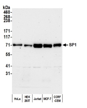 Rabbit Sp1 Antibody