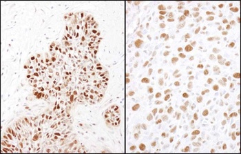 Rabbit Phospho MCM2 (S41) Antibody