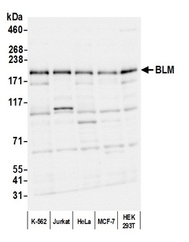 Rabbit BLM Antibody