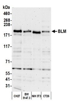 Rabbit BLM Antibody