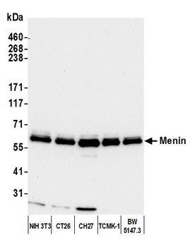 Rabbit Menin Antibody