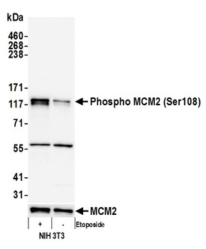 Rabbit Phospho MCM2 (S108) Antibody