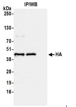 Rabbit HA Tag Recombinant Monoclonal Antibody