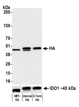 Rabbit HA Tag Recombinant Monoclonal Antibody