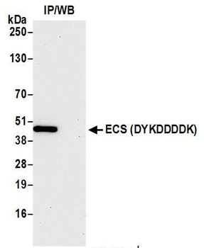 Rabbit ECS (DYKDDDDK) Tag Recombinant Monoclonal Antibody