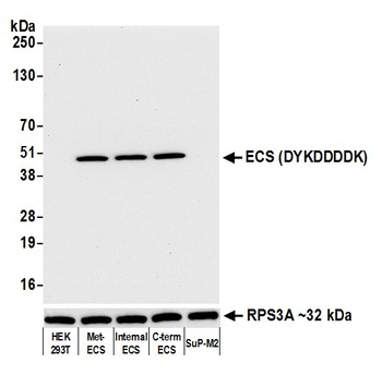 Rabbit ECS (DYKDDDDK) Tag Recombinant Monoclonal Antibody