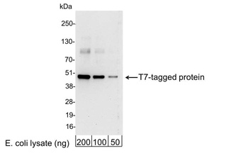 Goat T7 Tag Antibody (HRP)