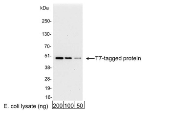 Goat T7 Tag Antibody