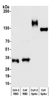 Rabbit SARS-CoV-2 Spike RBD Antibody