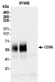 Rabbit CD86 Recombinant Monoclonal Antibody
