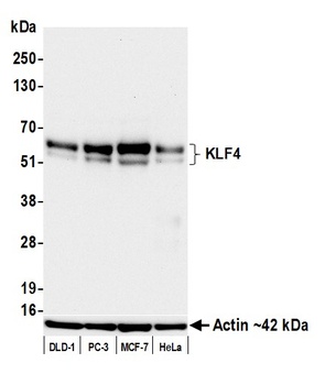 Rabbit KLF4 Recombinant Monoclonal Antibody