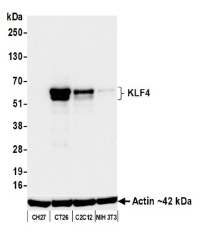 Rabbit KLF4 Recombinant Monoclonal Antibody