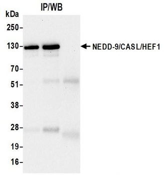 Rabbit NEDD-9/CASL/HEF1 Recombinant Monoclonal Antibody