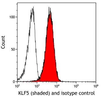 Rabbit KLF5 Recombinant Monoclonal Antibody