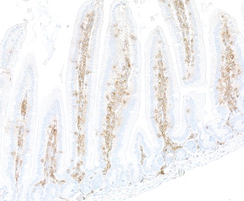 Rabbit CD48 Recombinant Monoclonal Antibody