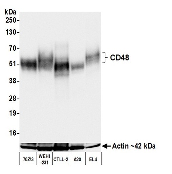 Rabbit CD48 Recombinant Monoclonal Antibody