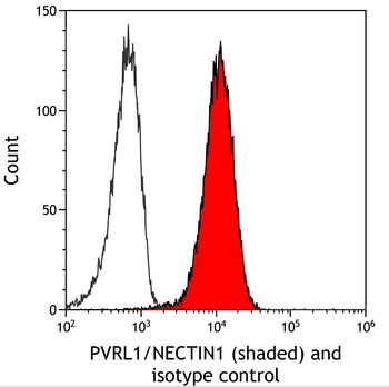 Rabbit PVRL1/NECTIN1 Recombinant Monoclonal Antibody
