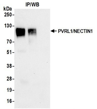 Rabbit PVRL1/NECTIN1 Recombinant Monoclonal Antibody