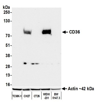 Rabbit CD36 Recombinant Monoclonal Antibody