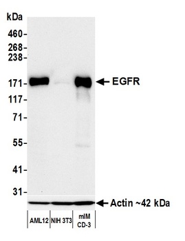 Rabbit EGFR Recombinant Monoclonal Antibody