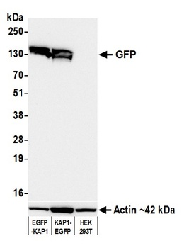 Rabbit GFP Recombinant Monoclonal Antibody