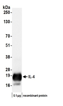 Rabbit IL-4 Recombinant Monoclonal Antibody