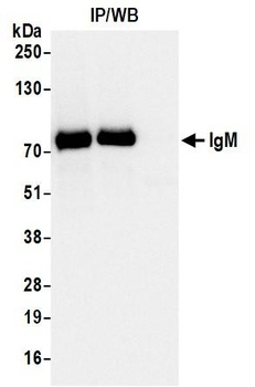 Rabbit IgM Recombinant Monoclonal Antibody