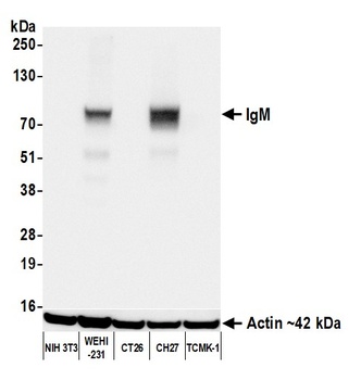 Rabbit IgM Recombinant Monoclonal Antibody