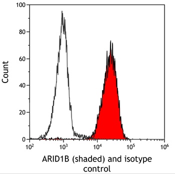 Rabbit ARID1B Recombinant Monoclonal Antibody