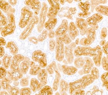 Rabbit DPP4/CD26 Recombinant Monoclonal Antibody