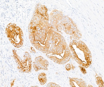 Rabbit DPP4/CD26 Recombinant Monoclonal Antibody