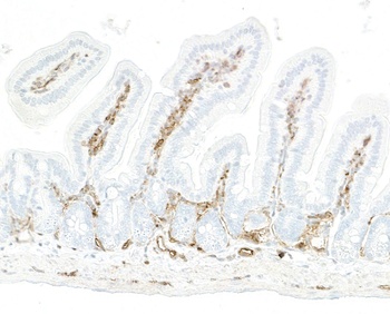 Rabbit CD39 Recombinant Monoclonal Antibody